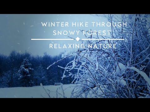4K Winter Hike through Snowy Forest with Snow Crunch Sound | Relaxing Nature