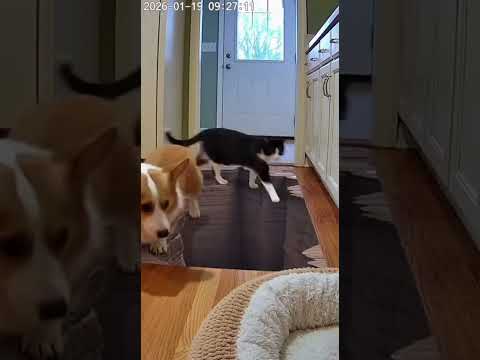 Tuxedo Cat humiliates Corgi over 3D Abyss Rug 💀 #shorts