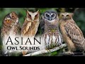 The Best Owl Sounds Meet 10 Owl Species From Asia