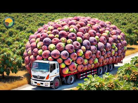 How Japanese Farmers Harvest Giant Figs: Innovative Cultivation Technology | Farming Documentary