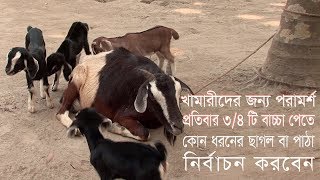 খামারের জন্য ছাগল এবং পাঠা নির্বাচন |