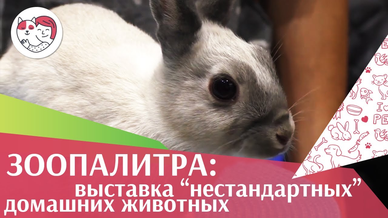 Международная выставка животных «ЗооПалитра» на ilikepet
