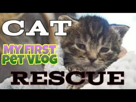 STREET CAT RESCUE 🐈🐈