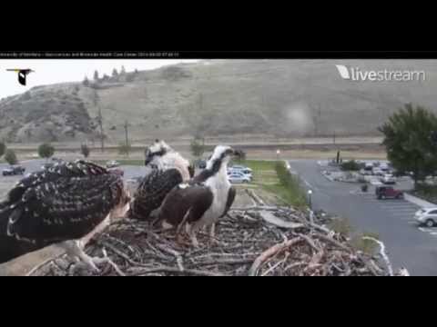 Hellgate Osprey 2014 7:37 AM 2nd fledge 8-8-14