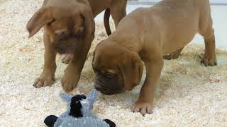 Bordeaux dog pups te koop - Dogue de Bordeaux chiots à vendre
