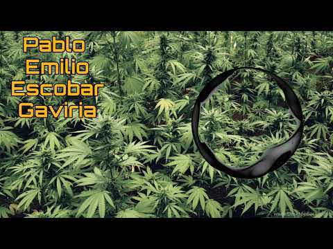 Yo Soy Pablo Escobar (Real Bass Boosted)