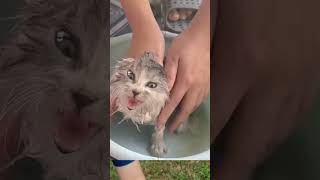 A dirty little kitten, one rescue, and the sweetest glow-up ever. ❤️ #cat
