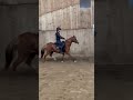  Jument welsh pony pp de 10 ans import&eacute;e Pays de Galles