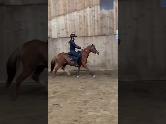  Jument welsh pony pp de 10 ans import&eacute;e Pays de Galles
