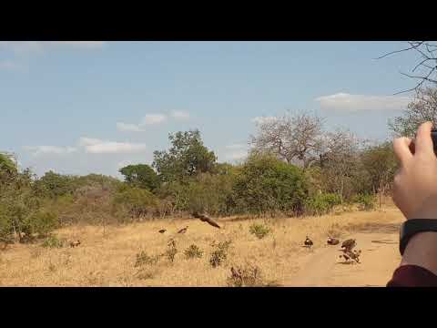 Wild Dogs Consume Nyala (1)