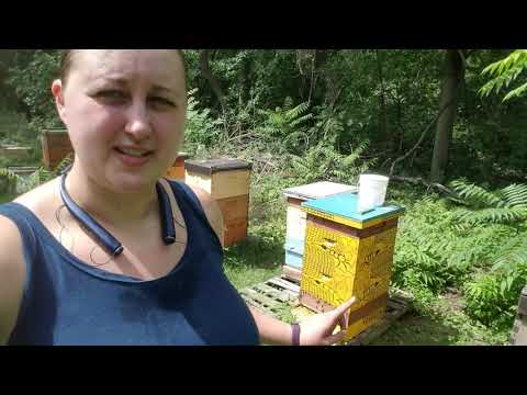 Harvesting Bee Pollen from our Sundance Pollen Trap
