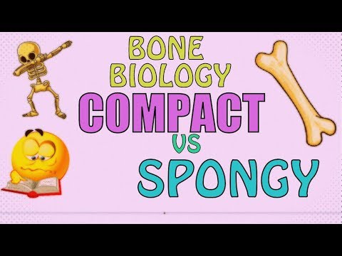 What is another name for spongy bone?