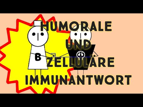humorale und zelluläre Immunantwort