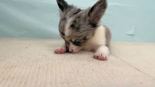 チワワ（ロング）の動画01