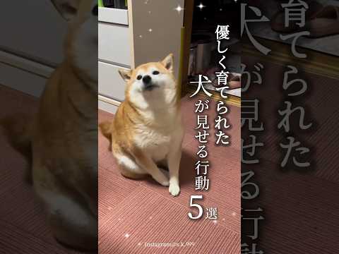 優しい飼い主さんに育て　　られた犬の行動5選💘愛犬に当てはまる行動はあったかな?🥰#犬 #犬のいる暮らし #愛犬 #わんこ #犬バカ部 #ペット#犬好きな人と繋がりたい#ミックス犬 #犬のいる生活