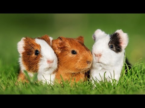 Why It's Illegal To Own One Guinea Pig In Switzerland?