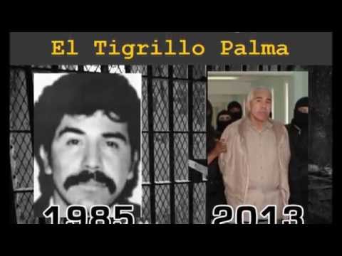 28 Años Prisionero (Caro Quintero) - El Tigrillo Palma