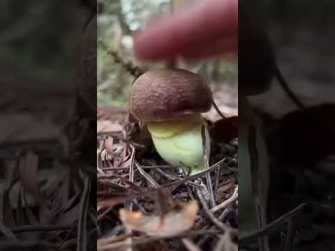 Dipster Tapping - #mysingingmonsters #shorts