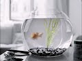 PBS Be More Fish