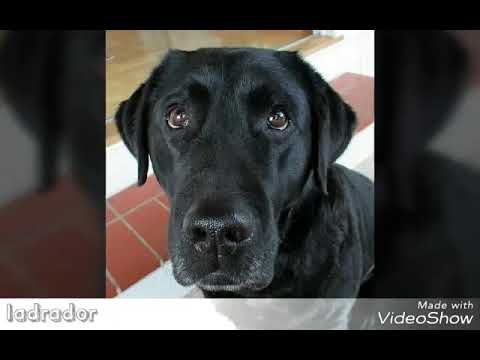 Labrador features and information