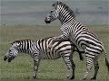 Mating Zebra Compilation Animals Mating 2019