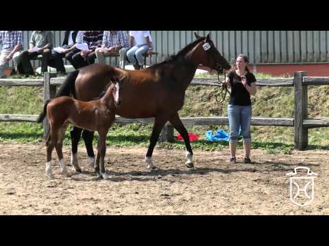 Holsteiner Fohlenchampionat 2014 - Föhr - dritter Stutenring
