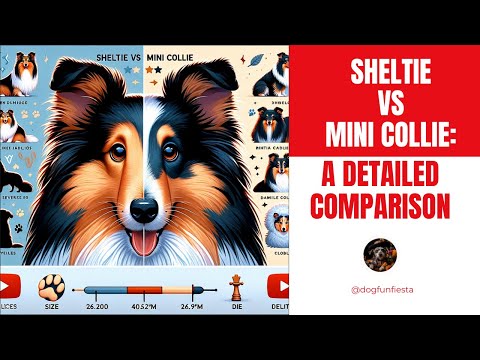 Sheltie vs Mini Collie: A Detailed Comparison