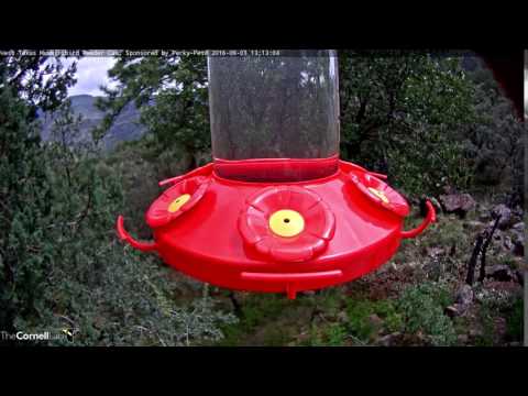 Two Male Broad-tailed Hummingbirds Share Feeder - Sept. 1, 2016
