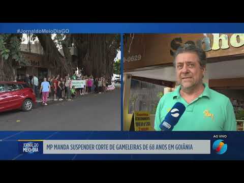 MP manda suspender corte de gameleiras de 68 anos em Goiânia