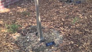 Use a Biblical Garden to Inspire Children