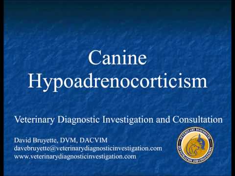 Canine Hypoadrenocorticism