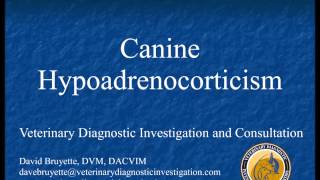 Canine Hypoadrenocorticism