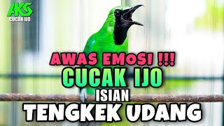 Download lagu MASTERAN CUCAK IJO FULL ISIAN TENGKEK UDANG TEMBAKAN PANJANG COCOK BUAT MENAIKKAN EMOSI IJO LAWAN mp3 Download lagu MASTERAN CUCAK IJO FULL ISIAN TENGKEK UDANG TEMBAKAN PANJANG COCOK BUAT MENAIKKAN EMOSI IJO LAWAN mp3