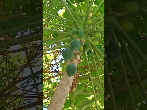 Pawpaw fruit grows on the leaf - unbelievable but it's true