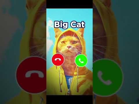 big cat calling at 6 am 🤣😂🐸