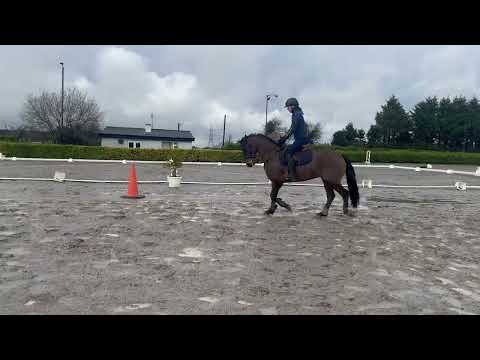 5yo Connemara gelding - Image 2