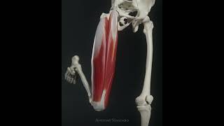 Quadriceps Femoris muscle