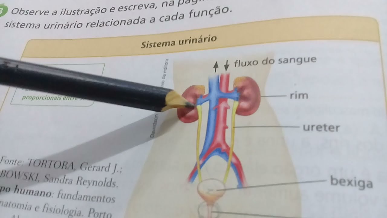 Ligamundo/Ciências 5° ano - págs 64, 65 e 66/ Sistema Urinário.