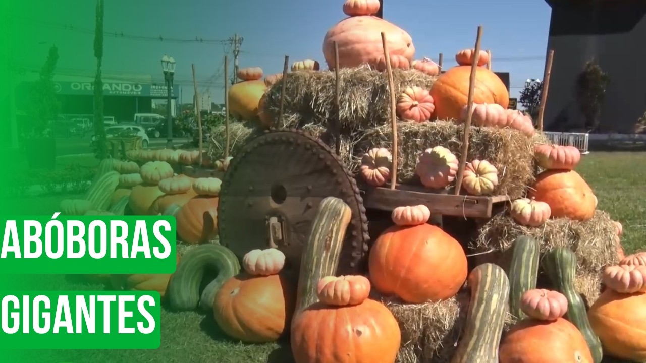 Abóboras gigantes
