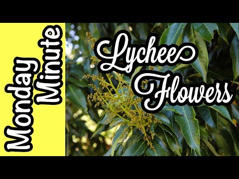 Monday Minute- Lychee Flowers at Truly Tropical!