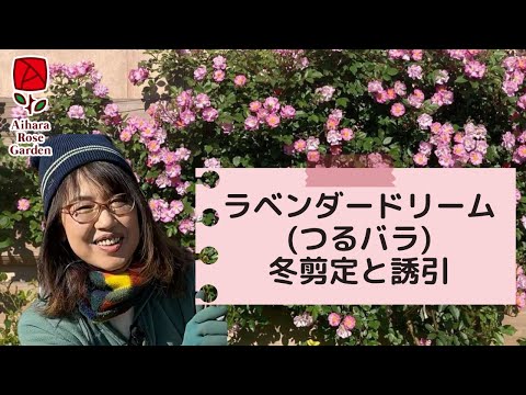 小低木のバラ「ラベンダードリーム」 植物