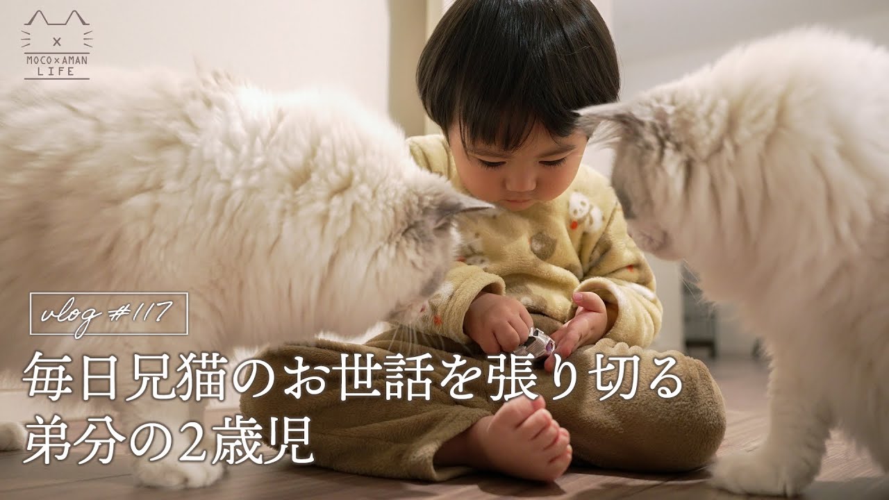 【ルーティン】兄猫のお世話に張り切る2歳児｜無印良品の猫の新商品｜ラグドール猫 #117