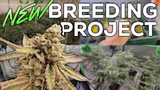 NEXT ROUND FLIPPED TO FLOWER & BREEDING PROJECT STARTED