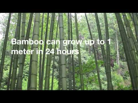 12 amazing facts about bamboo