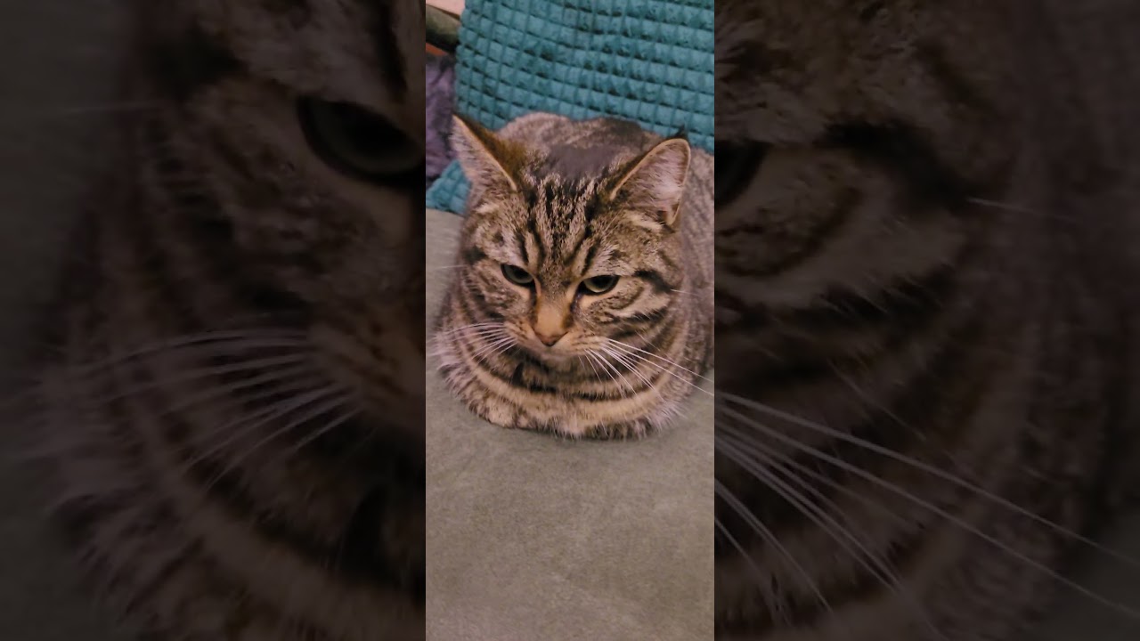 The Purr-fect Prank: Funny Cat Antics to Brighten Your Day