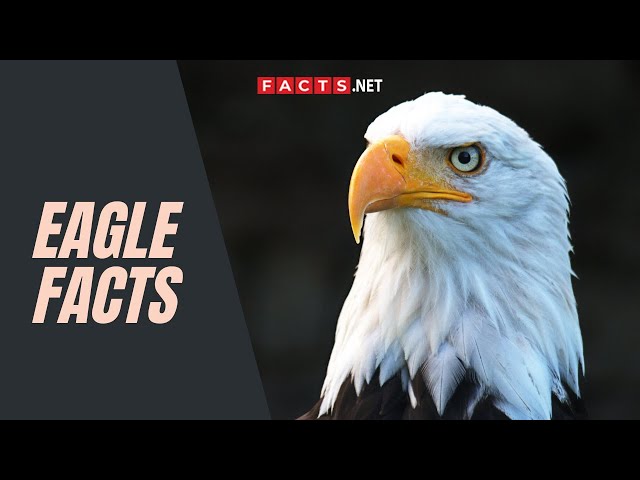 facts and statistics about birds of prey