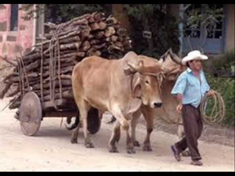 Catuaba com Amendoim - boi de carro