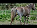 Horse Peeing Horse Poop Peep Horses