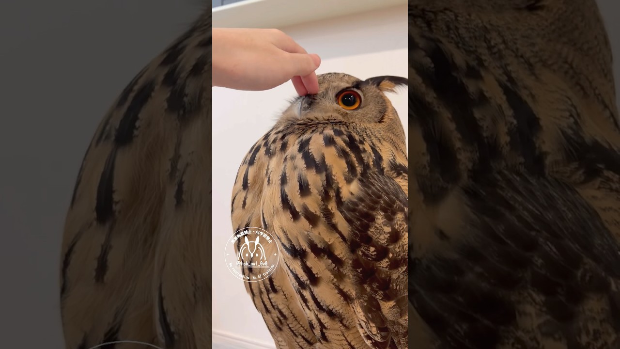 カキカキ待ちをして微動だにしないフクロウ #フクロウ  #owl #癒し #かわいい #ユーラシアワシミミズク