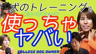 【犬のしつけ、チョークチェーンって使っていいの？】犬の行動分析のプロ！ビヘイビアリストのトレーニングはどのくらい時間かかる？